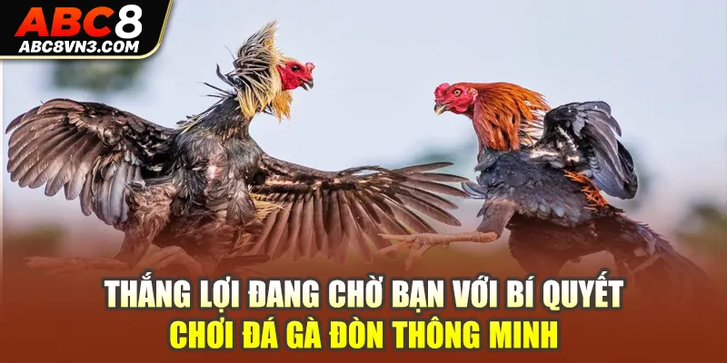 Thắng lợi đang chờ bạn với bí quyết chơi đá gà đòn thông minh