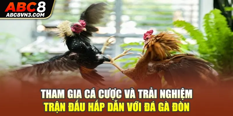 Tham gia cá cược và trải nghiệm trận đấu hấp dẫn với đá gà đòn