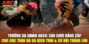 Trường Gà Savan – Đỉnh Cao Đá Gà Cùng Nhà Cái ABC8!